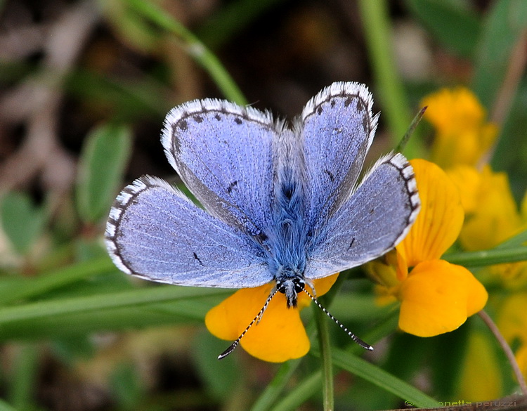 Lepidoptera del Chianti